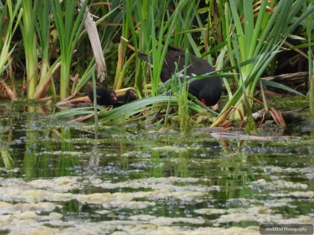 At Sprotborough Flash: Eurasian Moorhen.