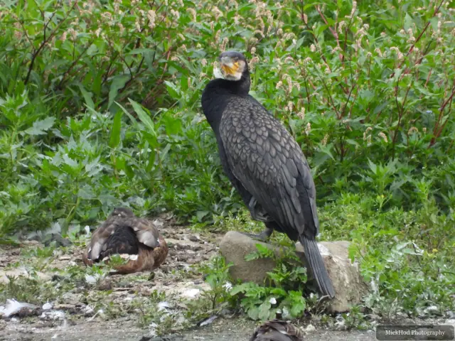 Great Cormorant at Sprotborough Flash.