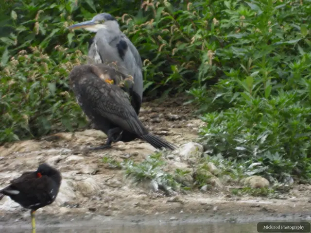 Photographed at Sprotborough Flash: Great Cormorant.