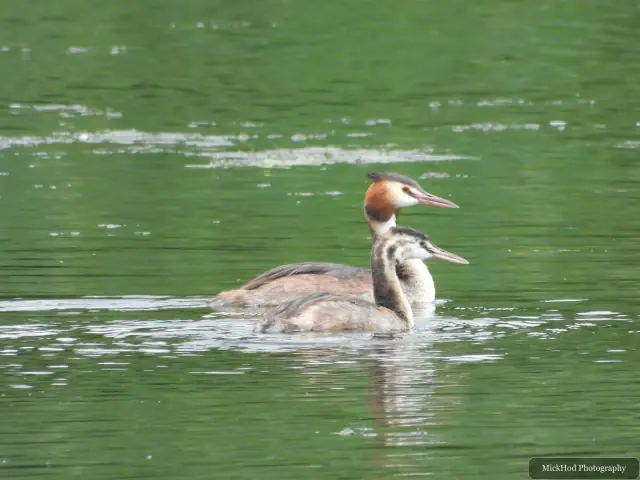Great Crested Grebe, seen at Sprotborough Flash.