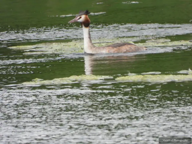 Great Crested Grebe, seen at Sprotborough Flash.