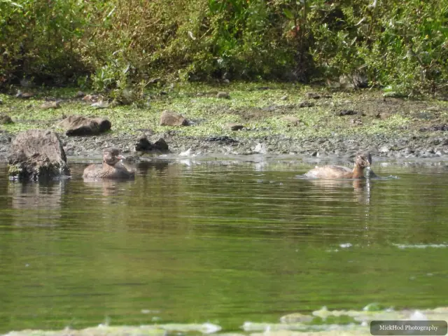 Mute Swan cygnets, seen at Sprotborough Flash.