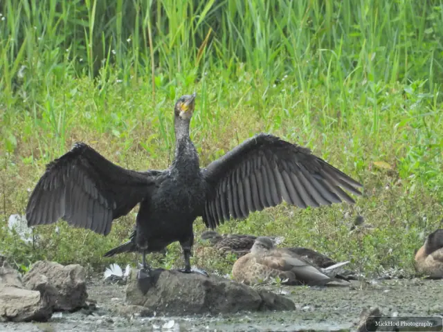 At Sprotborough Flash: Great Cormorant.