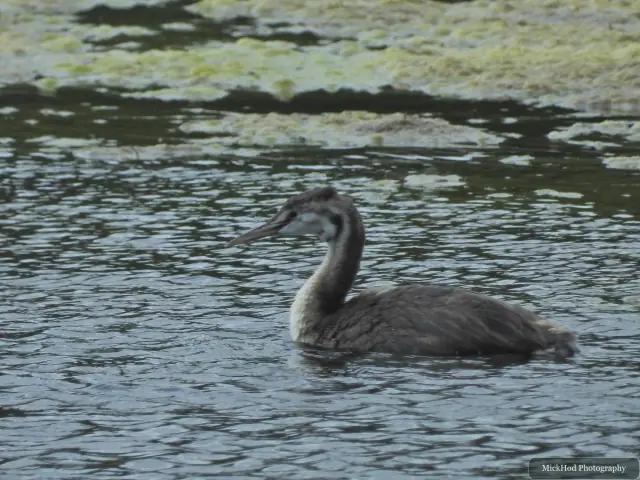 Great Crested Grebe, seen at Sprotborough Flash.