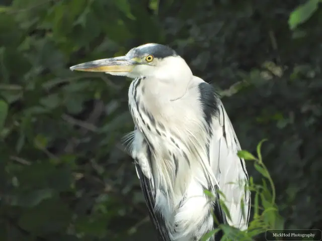Grey Heron, seen at Sprotborough Flash.