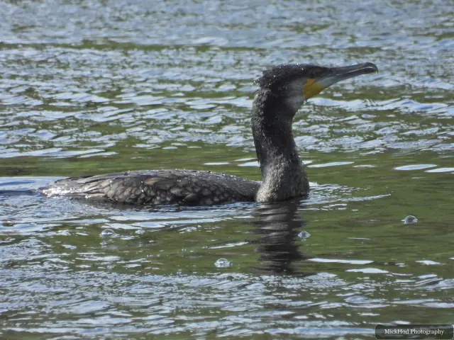 A great cormorant swims across the lake, its long neck held upright above the water.