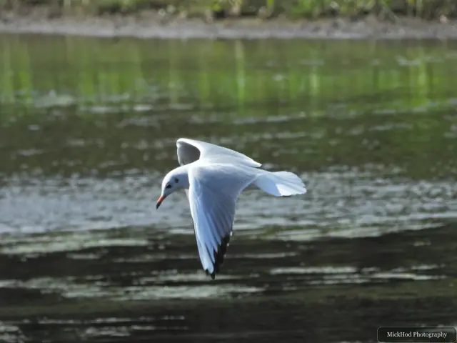 A black-headed gull flies low over the lake, its wings spread wide.