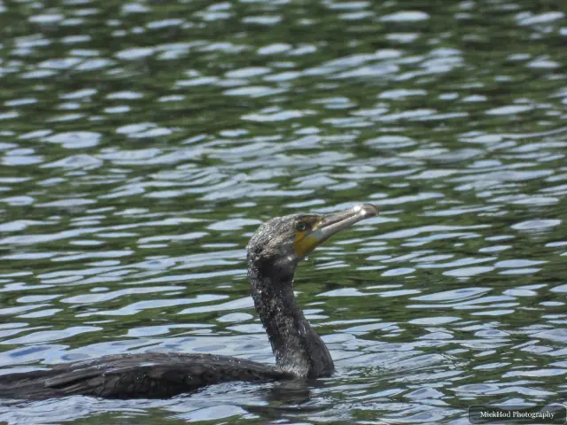 A great cormorant raises its head while swimming through the rippled water.