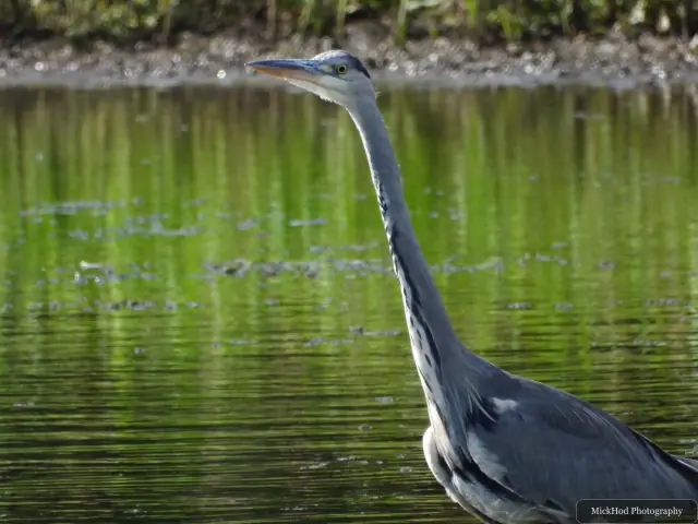 A grey heron stands at the water’s edge among the reeds, its neck stretched tall.