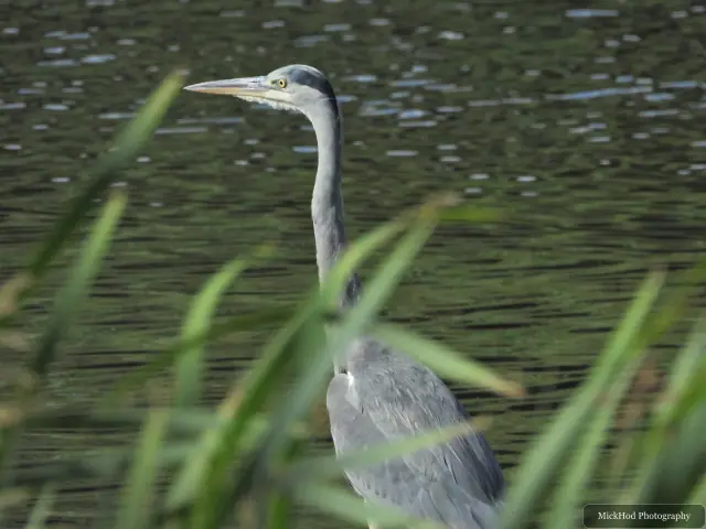 A grey heron stands partly hidden among reeds at the lake.