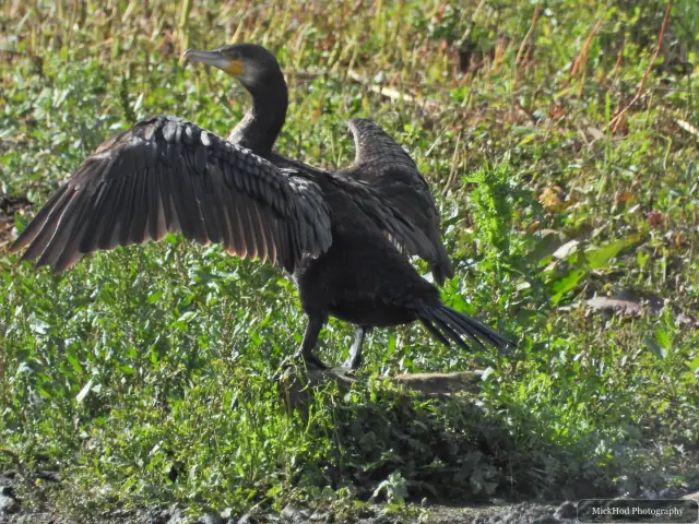 A great cormorant spreads its wings while perched in the waterside vegetation.