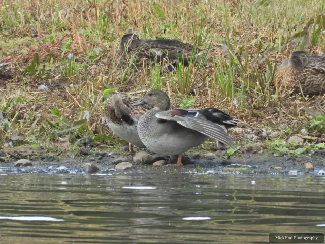 A drake gadwall rests on the bank with other ducks among the reeds.