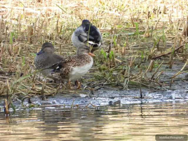 Mallards and a gadwall rest together among the flattened reeds at the water’s edge.