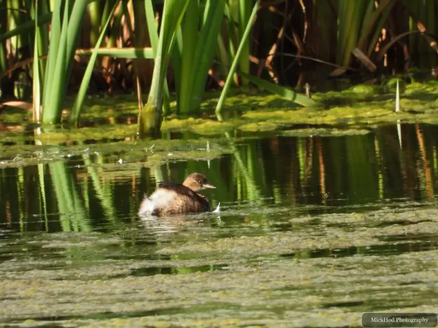 A little grebe floats among the pondweed, its small rounded shape just above the water.