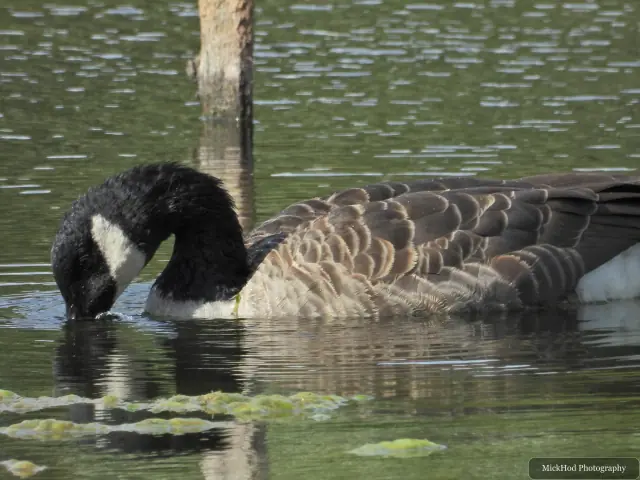 A Canada goose feeds with its bill dipped beneath the surface.