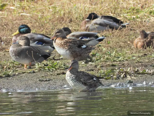 A group of mallards and gadwalls rests on the muddy bank beside the lake.