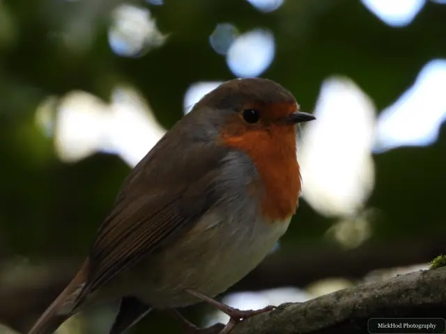 A European robin perches among the branches, its orange-red breast catching the light.