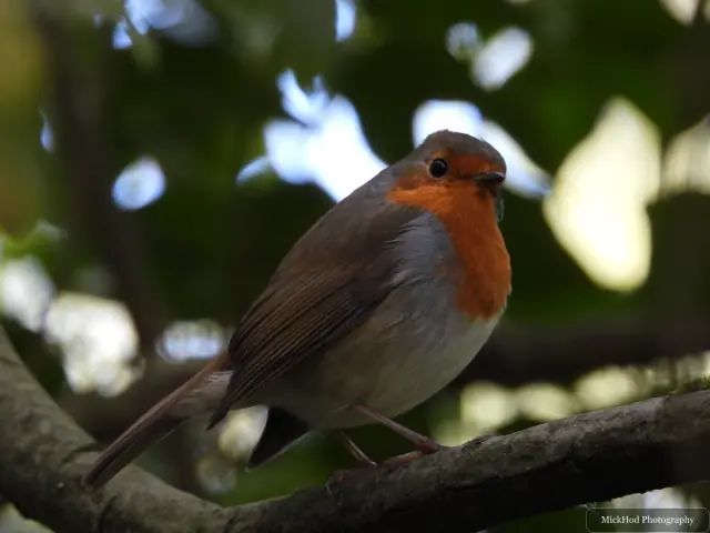 A European robin looks out from its shaded perch in the tree.