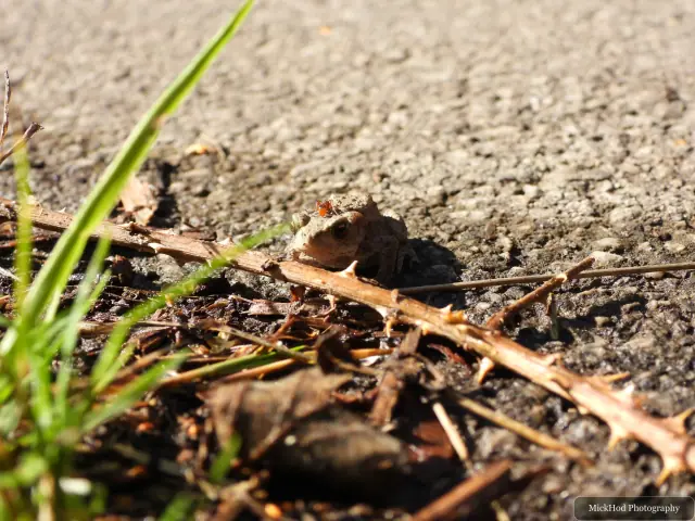 A common toad rests among the stones and fallen stems, with a small insect perched on its head.