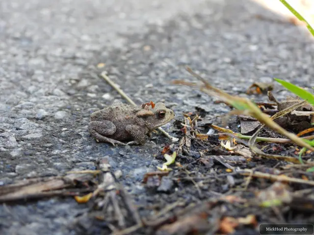 A common toad sits on the gravel beside the path as an ant bites into its back.