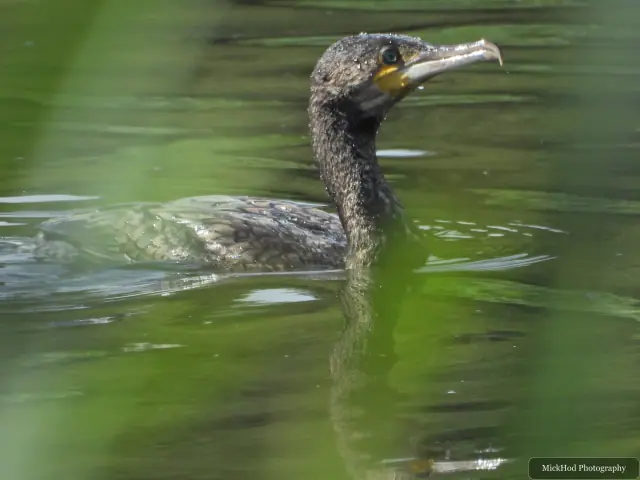 A great cormorant swims across the green water, showing its hooked bill and yellow throat patch.