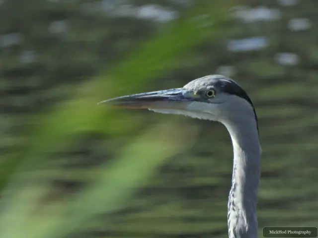 A close view captures a grey heron’s long bill, striped head and watchful eye.