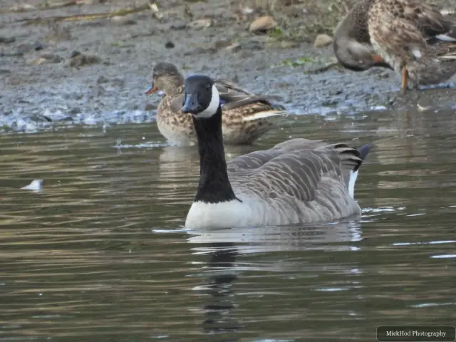 A Canada goose swims across the lake with another goose close behind.