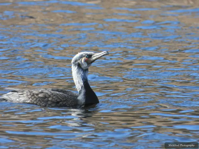 A great cormorant swims across blue water with its hooked bill raised slightly above the surface.