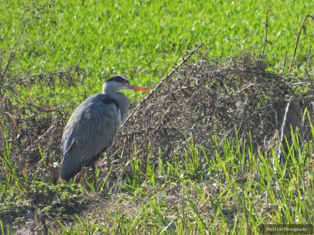 A grey heron stands at the water's edge among bright green reeds.