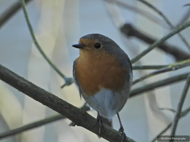 A close view of a robin resting on a branch, with its orange breast and pale belly in focus.