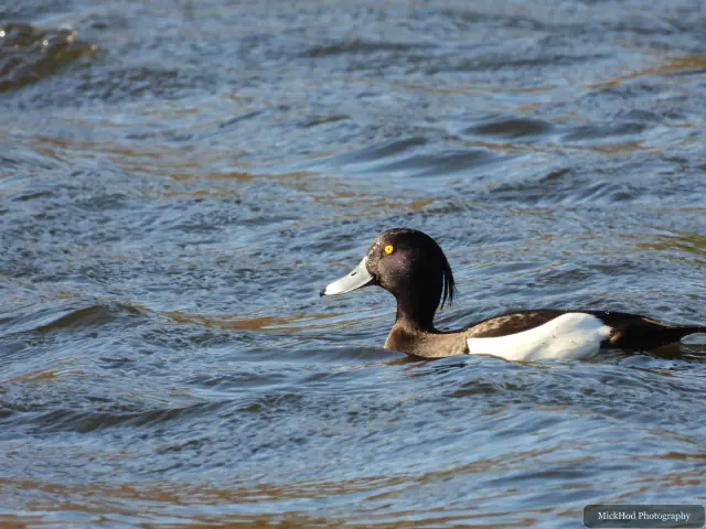 A male tufted duck swims through sunlit ripples, its white flanks contrasting with dark plumage.