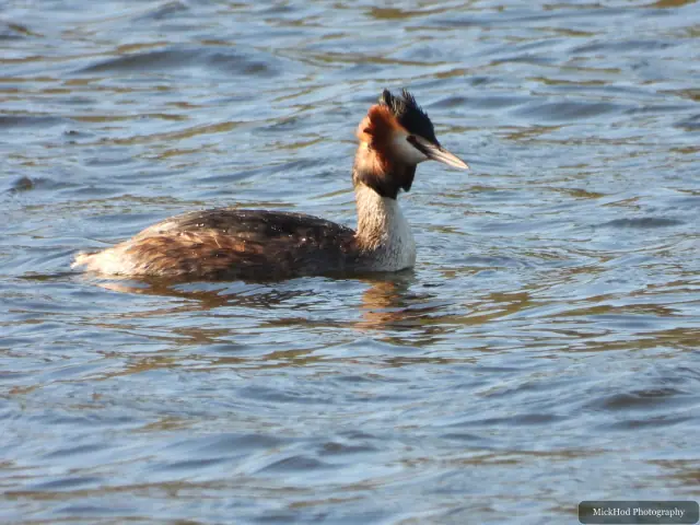 A great crested grebe swims across the lake with its dark head crest and chestnut cheek ruff raised.