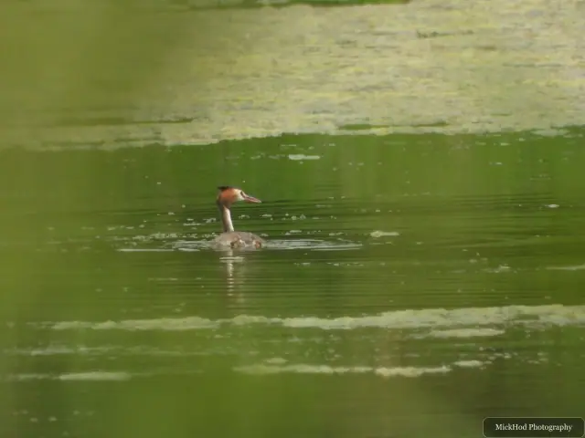 Great Crested Grebe, seen at Sprotbrough Flash Nature Reserve.
