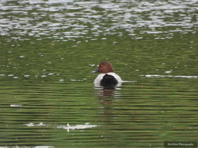 A male Common Pochard swims at Sprotbrough Flash Nature Reserve.