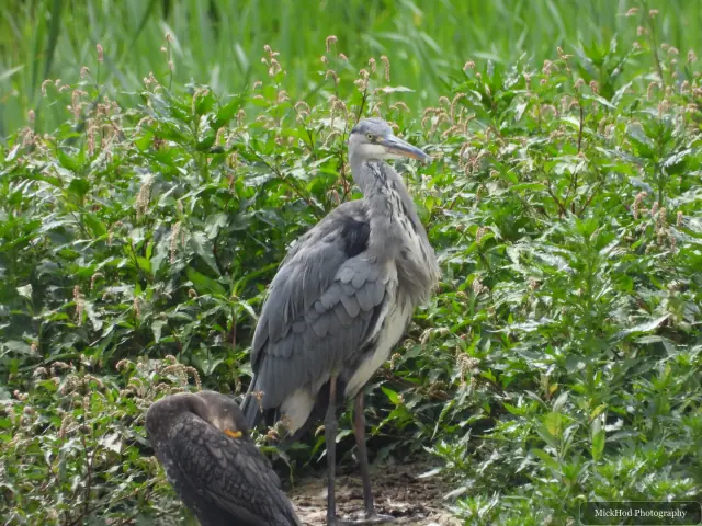 Grey Heron at Sprotbrough Flash Nature Reserve.