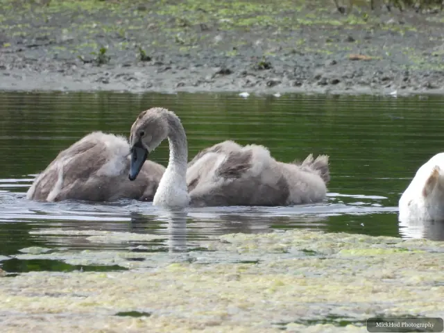 Photographed at Sprotbrough Flash Nature Reserve: Mute Swan cygnets.