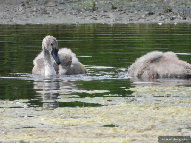 A Mute Swan swims with its cygnets at Sprotbrough Flash Nature Reserve.