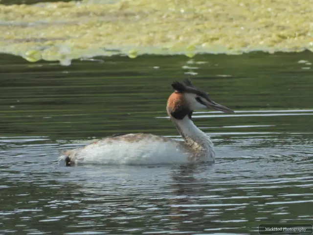 Photographed at Sprotbrough Flash Nature Reserve: Great Crested Grebe.