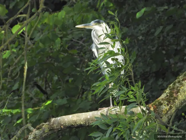 At Sprotbrough Flash Nature Reserve: Grey Heron.
