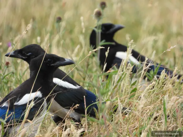 Eurasian Magpie, seen at St Aidens.