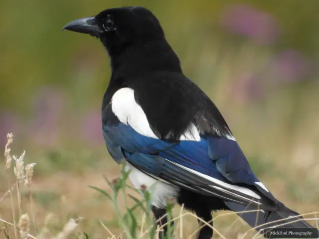 Eurasian Magpie, seen at St Aidens.
