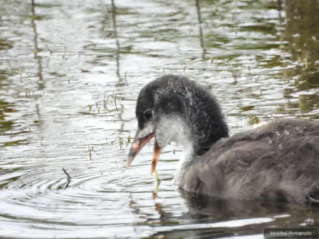 Eurasian Moorhen chick, seen at St Aidens.