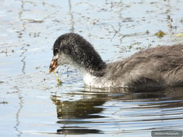A young Eurasian Moorhen swims through the water at St Aidan’s.