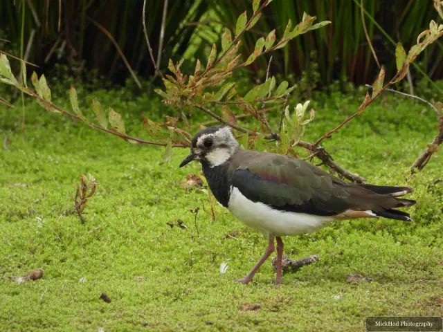 Northern Lapwing, seen at St Aidens.