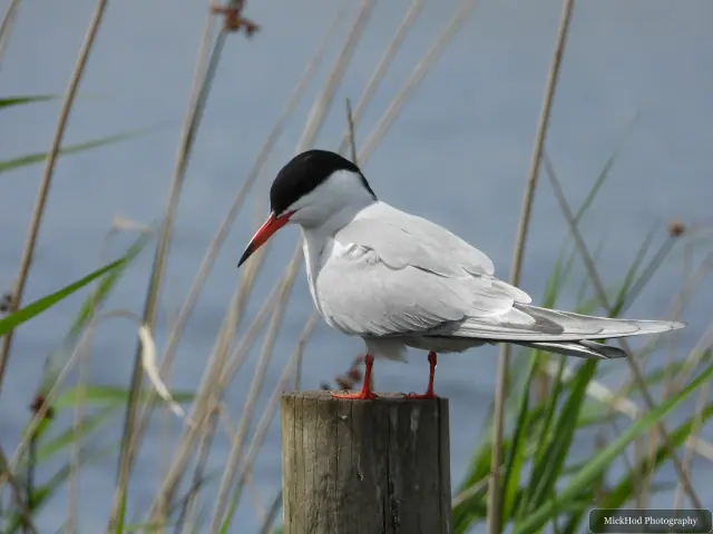 Common Tern at St Aidens.