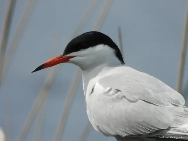 Photographed at St Aidens: Common Tern.