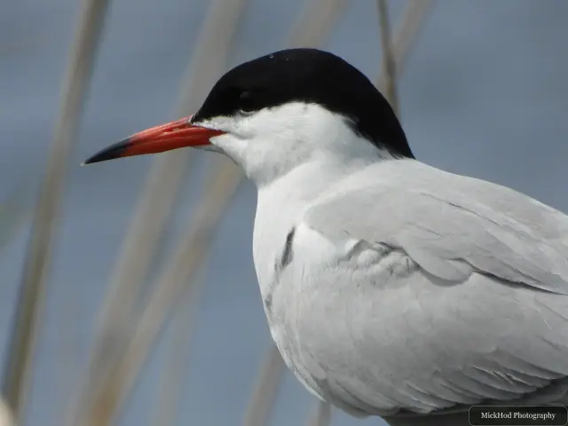 Common Tern, seen at St Aidens.