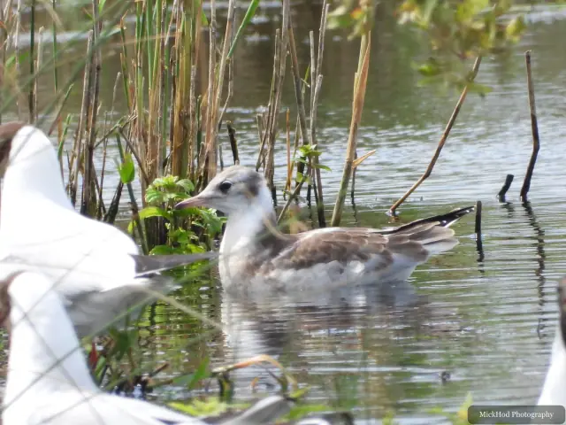 Juvenile Black-headed Gull photographed at St Aidens.