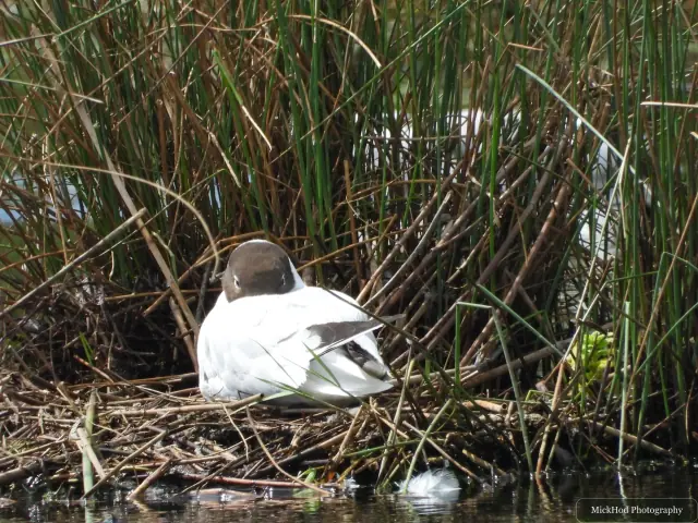 Black-headed Gull at St Aidens.