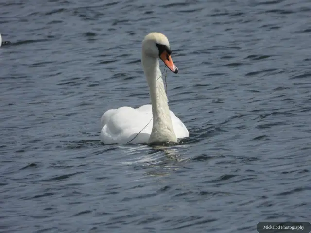 Mute Swan, seen at St Aidens.